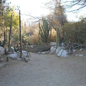 Columnar cactus garden