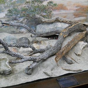 California King Snake exhibit