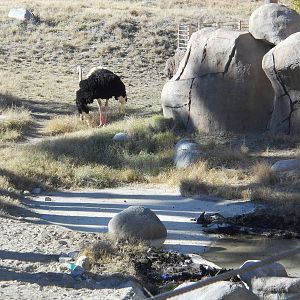 African savanna exhibit