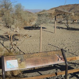 Peninsular pronghorn exhibit