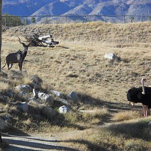African savanna exhibit