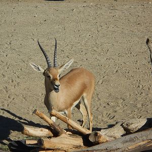 Slender-horned gazelle