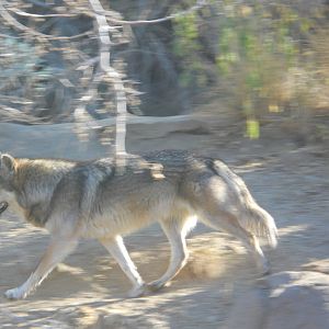 Mexican wolf aerobics