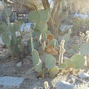 Opuntia garden