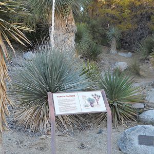 Yucca garden