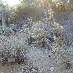 Cholla garden