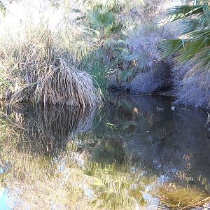 Desert pond