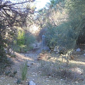 Desert wash garden