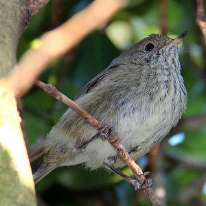 Another bird in backyard