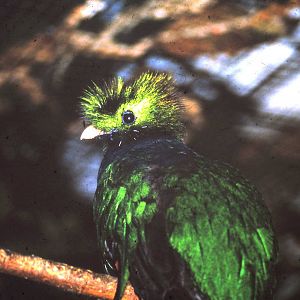 Quetzal