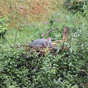 goliath heron at the nest