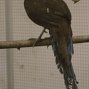 Bronze-tailed Peacock-pheasant (Polyplectron chalcurum)
