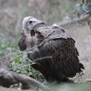 Hooded Vulture (Necrosyrtes monachus)