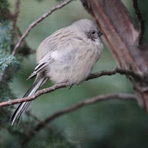 Long-tailed Rosefinch (Uragus sibiricus)