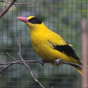 Black-naped Oriole (Oriolus chinensis diffusus)