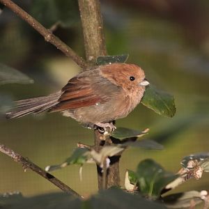 Vinous-throated Parrotbill (Paradoxornis webbianus)