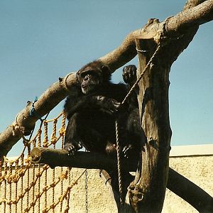 Nelson 19th July 1997