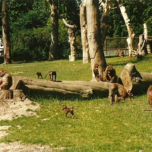 New Baboon Island 19th July 1997