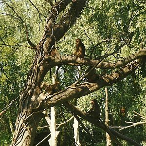 New Baboon Island 19th July 1997