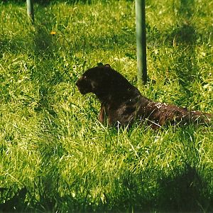 The Beast of Kirby Misperton 19th July 1997