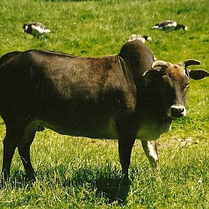 Dwarf Zebu 19th July 1997