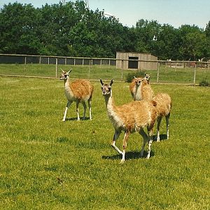 Guanacos 19th July 1997