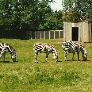 Grant's Zebras 19th July 1997