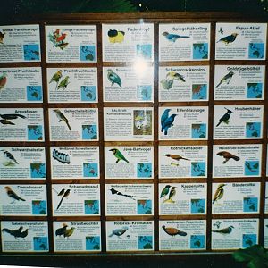 Information-board from Rainforesthall (Tropenwaldhalle) in june 2000