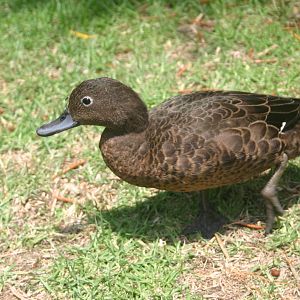 Brown Teal - Great Barrier Island 2010