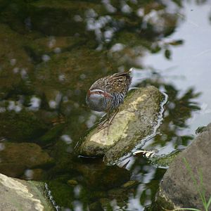 Banded Rail - Great Barrier Island 2010