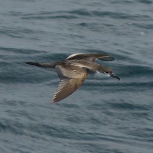 Buller's Shearwater - Hauraki Gulf 2010