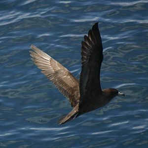 Flesh-footed Shearwater - Hauraki Gulf 2010