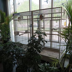 East Entrance Pavilion - Palm Cockatoo Exhibit