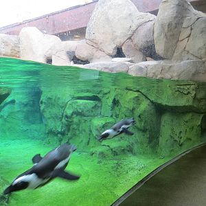 Penguin Point - Interior Viewing Window