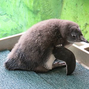Penguin Point - African Penguin Chick