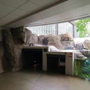 Penguin Point - Interior Viewing Window