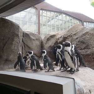 Penguin Point - African Penguins