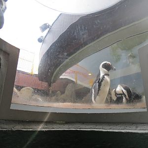 Penguin Point - Pop-up Viewing Window