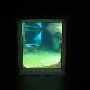 Penguin Point - Underwater Window in Interior Niche Viewing Area
