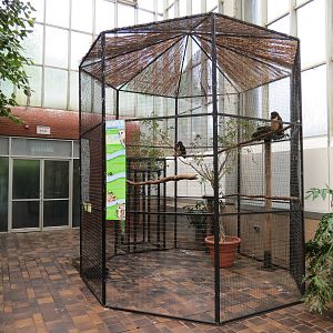 Wetlands - Spectacled Owl Exhibit