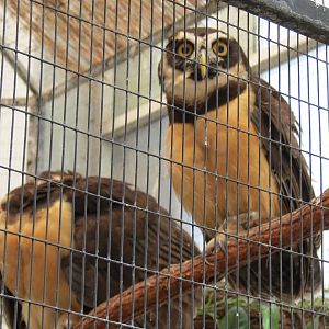 Wetlands - Spectacled Owl