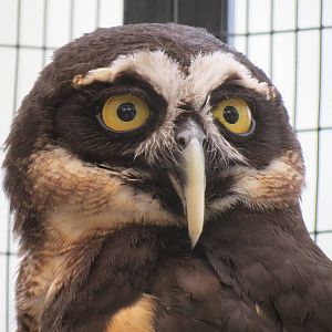 Wetlands - Spectacled Owl