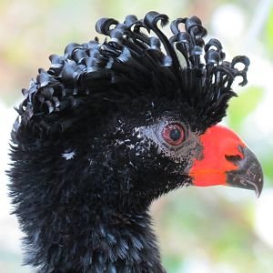 Wetlands - Wattled Curassow