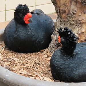 Wetlands - Wattled Curassow