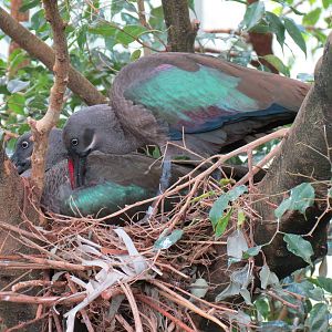 Wetlands - Hadada Ibis