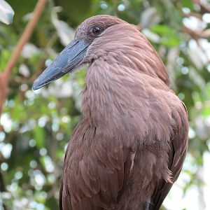 Wetlands - Hamerkop