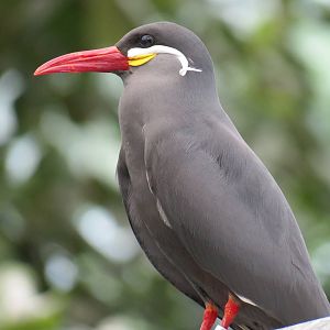 Wetlands - Inca Tern