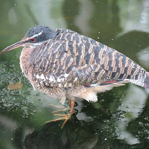 Wetlands - Sunbittern