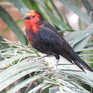 Wetlands - Scarlet-headed Blackbird