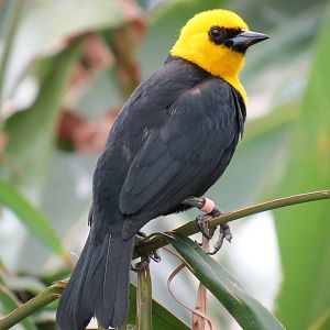 Wetlands - Yellow-hooded Blackbird